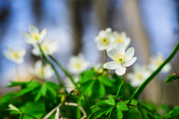 White spring flower in forest, blurred background
