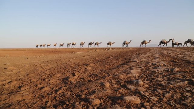   in the  sunset the caravan of camels with salt