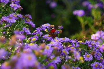 Butterfly on a violet flower in our garden