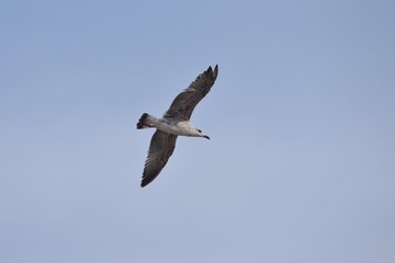 Möwe im Flug auf Formentera