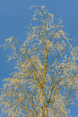 Winter frosty day outside the city