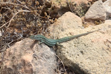 Pityusen-Eidechse auf Formentera