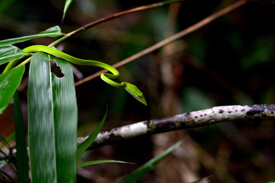 Oriental whipsnake, Sarawak, Malaysia