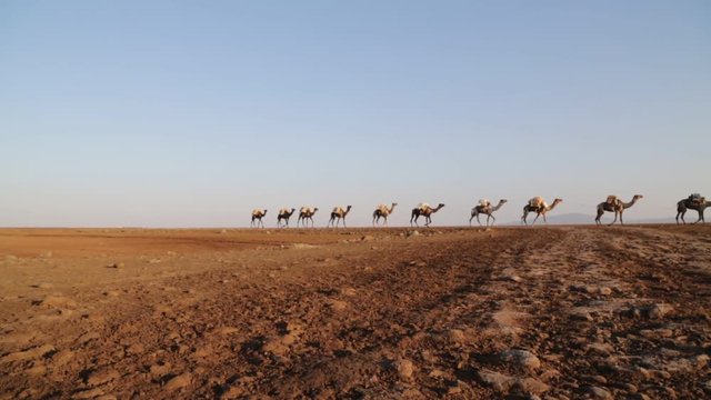   in the  sunset the caravan of camels with salt