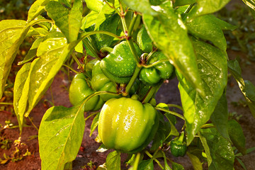 Closeup of ripening peppers in the home pepper plantation. Fresh green sweet Bell Pepper Plants, Paprika Green, yellow peppers growing in a garden