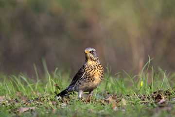 Single Fieldfare bird on grassy wetlands during a spring nesting period