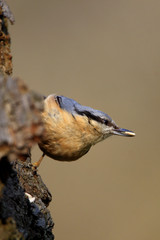 Single Nuthatch bird on a tree branch during a spring nesting period