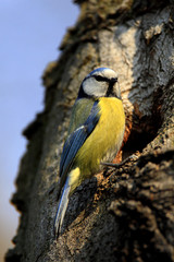 Single Blue Tit bird on a tree branch during a spring nesting period © Art Media Factory