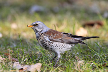 Single Fieldfare bird on grassy wetlands during a spring nesting period