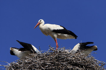 White Stork birds on a nest during the spring nesting period
