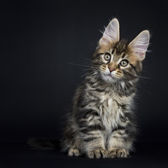 Fototapeta na wymiar Classic brown tabby Maine Coon cat / kitten sitting straight up isolated on black background