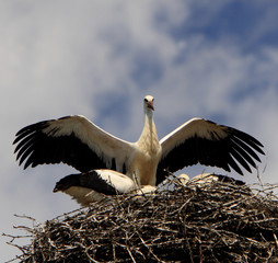 White Stork birds on a nest during the spring nesting period