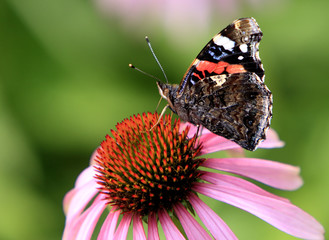 Single Red Admiral butterfly on a colorful garden flower during a spring period