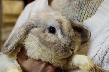 Rabbit. A girl in a white knitted sweater holds a gray rabbit. and poses with him on camera. A girl is playing with a gray rabbit on the street. Family with animals. Close-up.