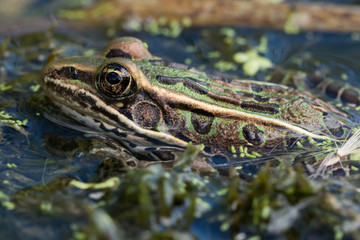 Northern Leopard Frog