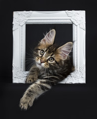 Classic brown tabby Maine Coon cat / kitten hanging / laying in a white photo frame isolated on...