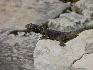 Starred Agama on the Lycian Way, Turkey