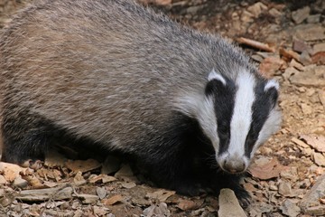 Junger weiblicher Dachs (Meles meles) schaut aus seinem Bau    © Schmutzler-Schaub