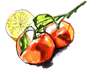 two orange contrasting mandarins on a branch with a leaf and half a lemon isolated on a white background sketch marker