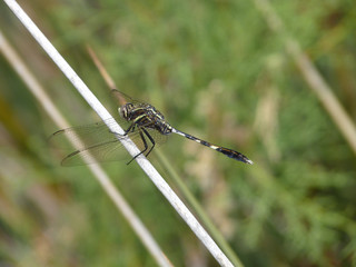 Slender Skimmer on the Lycian Way, Turkey
