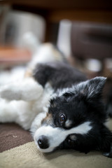 mini australian shepherd lays on a rug