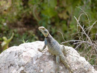 Starred Agama on the Lycian Way, Turkey