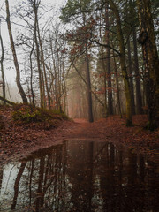 Landscape of the woods at autumn. Foggy day