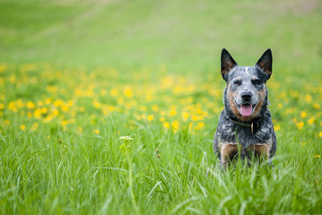 Australian Cattle Dog on dandelions meadow