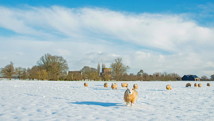 Herd of sheep in dutch winter countryside.