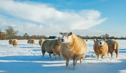 Wall murals Sheep Herd of sheep in dutch winter countryside.