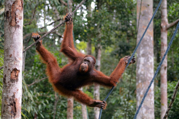 Fototapeta premium Orangutan, Semenggoh, Malaysia