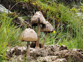 Pilz auf Kuhfladen