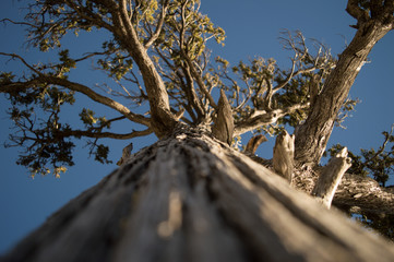 Tree trunk perspective