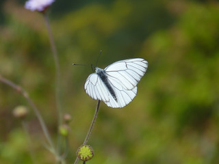 Black-veined White on the Lycian Way, Turkey