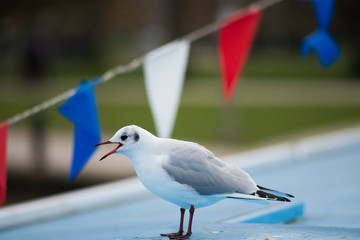 Obraz premium angry gull with bunting in background