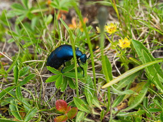 Ölkäfer im Gras 