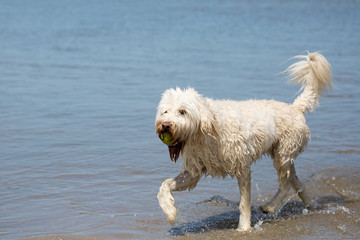 Hund am Strand