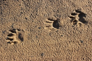 Fototapeta premium Waschbärfährte am Ufer des Edersees 