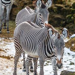 Fototapeta na wymiar Zwei Zebras hintereinander