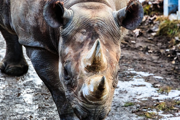 Nashorn Nahaufnahme von Vorne