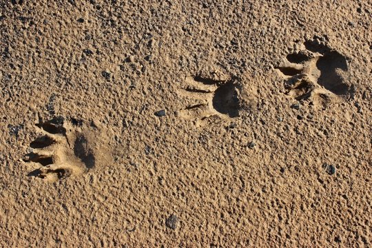Waschb&auml;rf&auml;hrte am Ufer des Edersees 