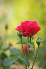 Fototapeta premium Red roses, flowers for Valentine's Day, a gift, a bouquet of red roses on March 8, a female dream, spring flowers in the botanical garden, pop art