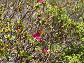 Perlmutterfalter auf Almrose