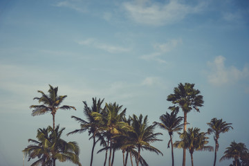 Palm trees against the blue sky. Tropical landscape.