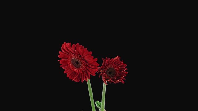 Time-lapse of growing and opening red gerbera flower 1a4 in Digital Cinema Imaging 3K PNG+ format with ALPHA transparency channel isolated on black background
