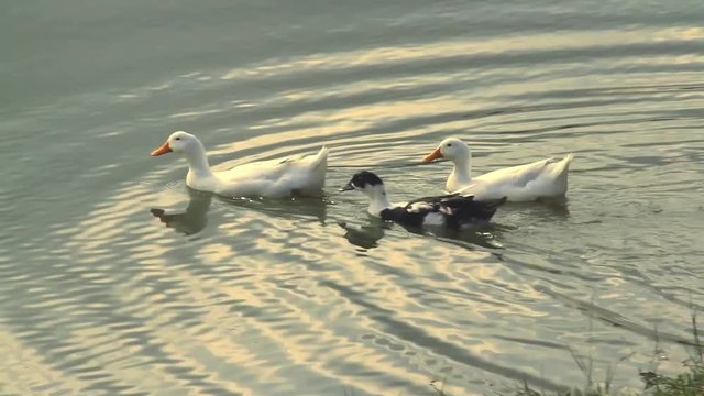 A group of beautiful ducks swimming across a lake and drinking water during one bright summer afternoon at golden hour