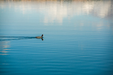 Fototapeta na wymiar Outdoor view of duck swimming in San Pablo lake in the middle of the valley