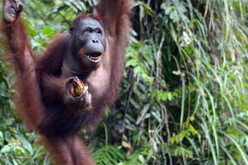 Orangutan, Semenggoh, Malaysia