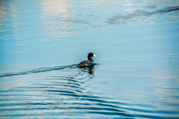 Outdoor view of duck swimming in San Pablo lake in the middle of the valley
