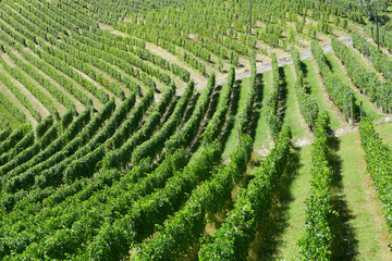 Fototapeta na wymiar Vineyards on hill in a sunny day, background